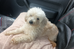 Request Quote: One Man Dog Travels - Pet Transport - Nationwide