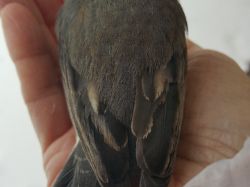 This bird said yes to Reiki and was able to fly again