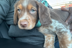 Request Quote: Professional Pet Courier Service - Nationwide