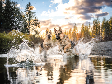 Dutch shepherds splashing through the Spokane River at sunset.