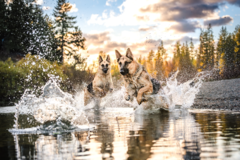 Request Quote: Furever Photography - Professional Pet Photographer - Coeur d'Alene, ID