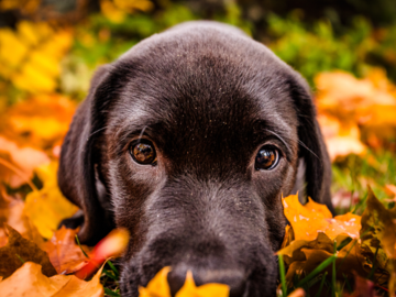 Black Lab puppy playing in the leaves.