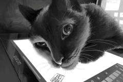 Request Quote: Hand-Painted Pet Portraits! - Nationwide