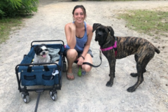 Request Quote: Clinical Pet Nutritionist and Diet Formulator - Nationwide