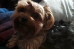 Pampered Paws K9 Services  - San Antonio, TX