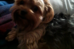 Request Quote: Pampered Paws K9 Massage Services  - San Antonio, TX