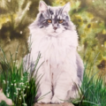 Watercolor Pet Portraits - By Hadyn - Nationwide