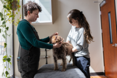 Request Quote: Dr. Whitney Phillips - AVCA Certified Animal Chiropractor  - Portland, OR
