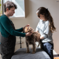Dr. Whitney Phillips - AVCA Certified Animal Chiropractor  - Portland, OR