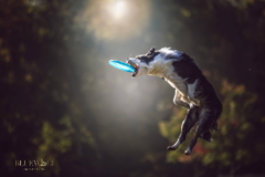 Request Quote: Central Illinois Pet Photographer  - Springfield, IL