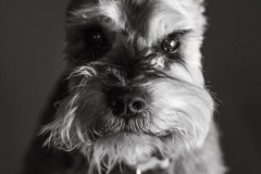 Request Quote: Lesley Ames — Photography & Animal Communication - Seattle, WA