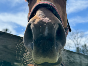 Horse I did a reading for