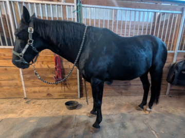 Horse I read for often