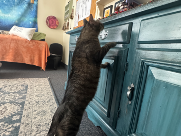 A cat who came to my office for a reading was interested in my healing crystals