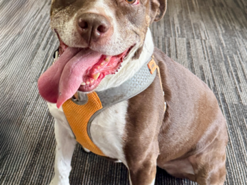 A cuddle bug who came in to my office for a reading