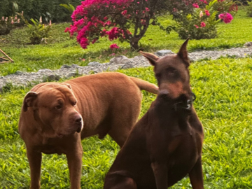 I helped the big dog, Verner in Costa Rica.