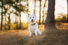 Request Quote: Dog Photographer of Middle Georgia  - Warner Robins, GA