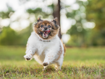Dog running and having fun- Paws for Portraits