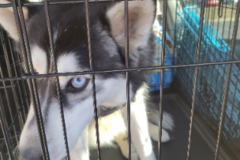 Request Quote: KT's Pet Travel - Las Vegas, NV