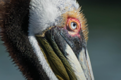 Request Quote: Jackie Vargas - Animal Communicator & Energy Healer - Nationwide