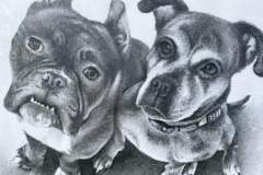 Request Quote: Pet Portraits - Working Dogs and Therapy Animals - Madison, WI