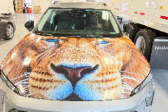 Request Quote: Caring Pet Taxi Transportation - Naperville, IL