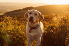 Request Quote: Prestige K9 Professional Dog Training - Fort Worth, TX