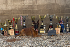 Request Quote: Professional Protection Dogs USA