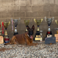 Professional Protection Dogs USA