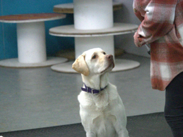 A Yellow Lab waits for a treat during a training session