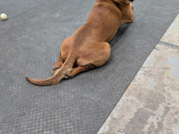 A big red dog rests after play