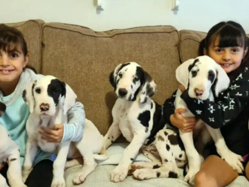 Trained puppies with kids