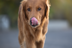 Request Quote: Pet Paw Photography - Professional Outdoor Pet Photographer - Lincoln, NE