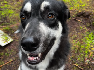 Photo Reference of a beloved furry friend