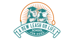 Request Quote: A New Leash on Life School for Dogs - Dog Training  - Troy, MI