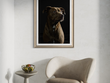Wall portrait of client mix breed dog