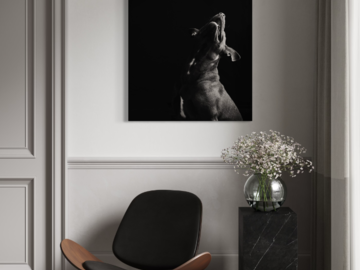 Playful wall portrait of dog