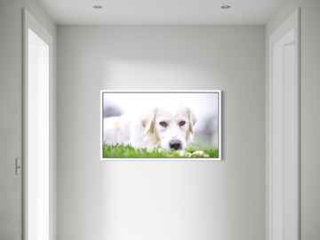 Wall portrait of client pyrenees dog
