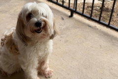 Request Quote: Professional Pet Traveling Nanny - Nationwide