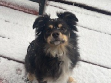 Roo - Mini Australian Shepard