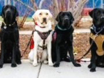 Service dogs in training!