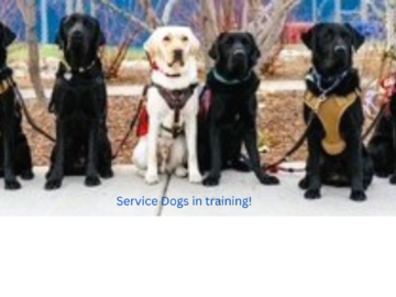 Service dogs in training!