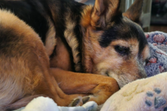 Request Quote: Remote Pet Portrait Artist  - Nationwide