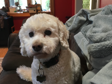 Riley (white cockapoo)