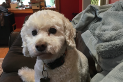 Request Quote: Caring Support for Pet Loss - Nationwide