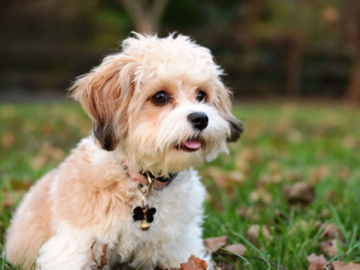 Stevie Budd (Cavachon)