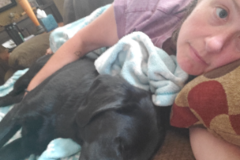 Request Quote: Professional Pet Transporter - Nationwide