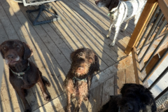 Request Quote: Pet Sitter!  - Sioux Falls, SD