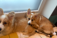 Request Quote: Trails with Tails Animal Transport - Flight Nanny - Nationwide