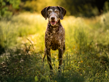 A GSP during the afternoon glow at one of our outdoor adventure sessions!